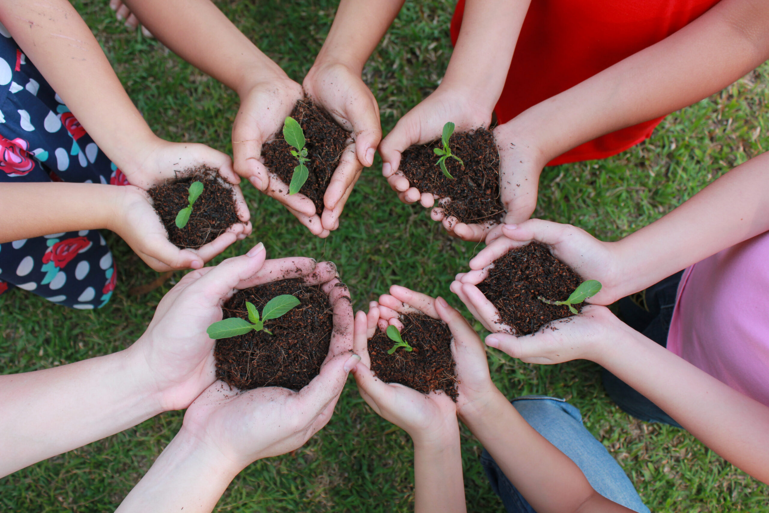 multicultural-hands-children-adult-with-plant-green